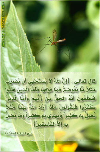 معجزة قرانية اثبتها العلم الحديث ظهر البعوضة تعيش حشرة Namlah-b3o'9ah-1